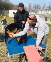 Hundeschule Wauschlau München Junghunde-Hundetraining im Außenbereich mit gezielten Koordinationsübungen auf Podest und Rampe unter Anleitung von Trainer Hans Brings zur Förderung von Körpergefühl und Vertrauen.