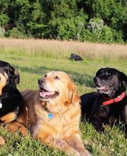 Ronny Görtz Hundeschule Bild 6