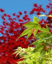 Satsop Landscaping & Nursery image 8