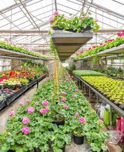 Fleurs Stempfler image 13