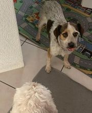 Hundebetreuung Oldies but Goldies Bild 1