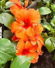 Marty Fleurs image 9