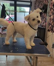 A L'eau Toutou image 2