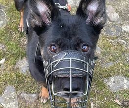 Hundeschule Thea Grothe Bild 9