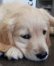 Clinique Vétérinaire Lesvet image 4