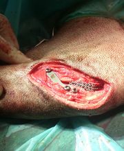 Don Can Servicios Veterinarios S.L.P. imagen 4