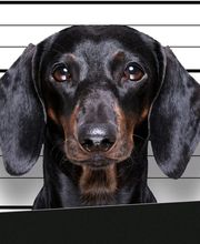 BAD DOG Hundeschule für Problemhunde Bild 4