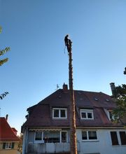 Forstbetrieb Blackforest Bild 3