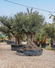 Royal Palm Aix image 5