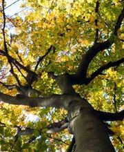 Bieli Bestattungen AG Bild 6