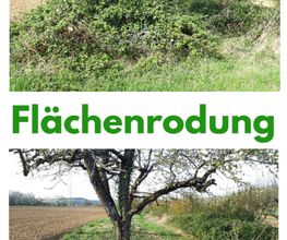 Flächenrodung