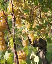 Clos du Château - Dugerdil Lionel & Nathalie Bild 8