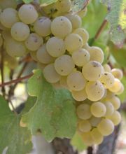 Domaine Saint André image 3