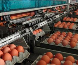 granja-la-pardilla-produccion-huevos-02.jpg