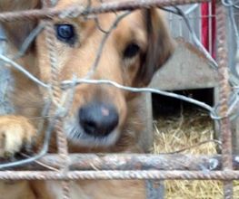 Second Hand Hunde in Not Bild 1