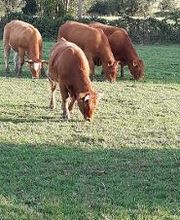 Thieles Hofladen Bild 8