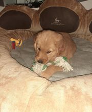 Elevage de la Cuvée des Golden Boss image 7