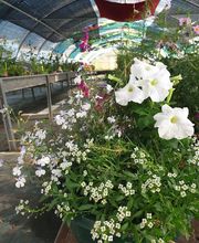 La Planterie image 1