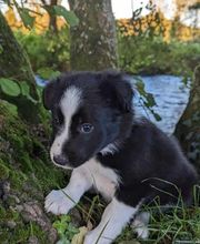 Elevage la Vallée des Petits Bois image 7