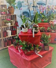 Gamm Vert - Nyons Nature image 6