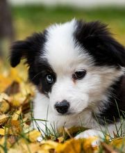 Reinado Canino imagen 6