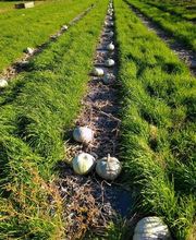 Duay Bernard Bild 12