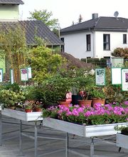 Gärtnerei Mohr Bild 15