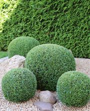 Hoxha Gartengestaltung & Pflege Bild 4