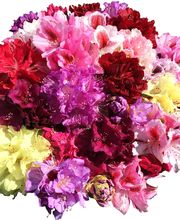 Baumschulen Eilers GbR Bild 1