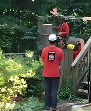 Southeast Tree image 19