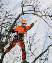 Kümin Baumpflege GmbH Bild 2