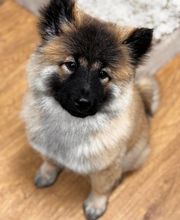 Armelle Toiletteuse Chiens Et Chats image 6