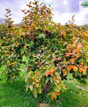 Argoud Jean-Yves image 1