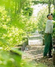 Bernhard Baumschulen AG Bild 7