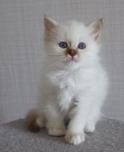 Chatterie de caline : Élevage et vente de chatons Sacré de birmanie image 6