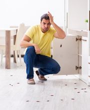 cockroach pest control