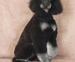 Elle'Dog image 5