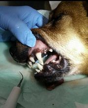 clinica-veterinaria-cuidados-odontologicos-04.jpg