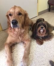 Hundesalon in Liestal - Wir bieten den Tieren eine professionelle Fellpflege. Ein liebevoller und herzlicher Umgang mit Ihrem vierbeinigen Familienmitglied ist für uns oberstes Gebot!