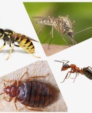 Essaddi Nuisible Expert Bild 4