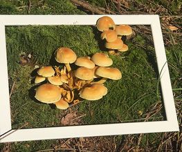 Achtsamkeit und Staunen im Wald: Beim Waldbaden (Shinrin Yoku) schärfen wir den Blick für die kleinen Wunder der Natur. Spielerische Achtsamkeitsübungen wie ein Bilderrahmen am Waldboden laden dazu ein, innezuhalten, die Sinne zu öffnen und die