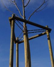 Spycher Baumpflege GmbH Bild 15