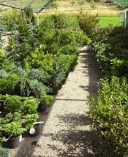 BAUMSCHULE VOGEL Bild 4