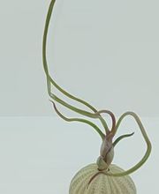 DecoArt Vinya i Mar imagen 12