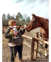 Hundeschule Mosig Bild 4