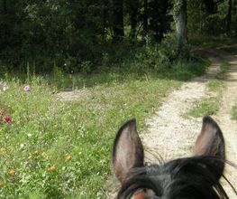 Cheval Nature image 3