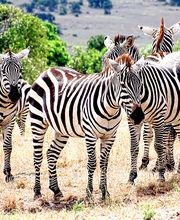 Go'n joy Africa Bild 4