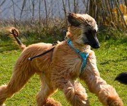 H.O.N.A.S - Mobile Hundeschule Bild 5