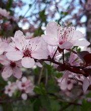 Holz-Stein-Baum Bild 3