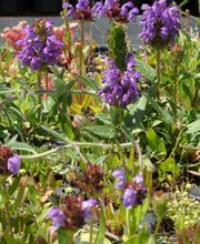 Staudengärtnerei David Müller Bild 22